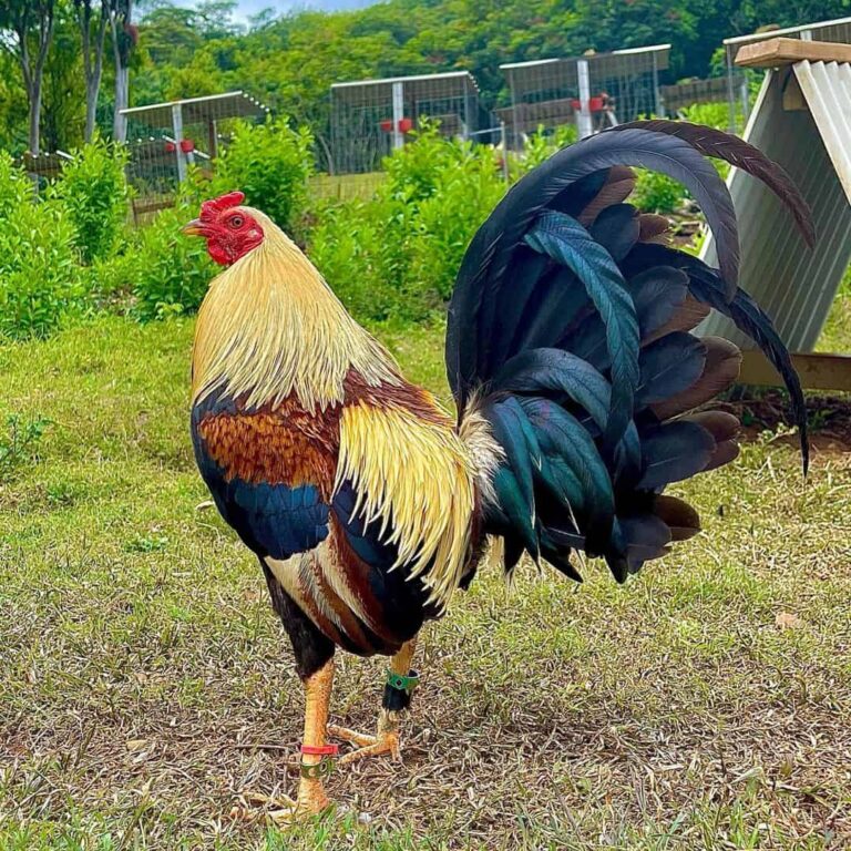 American-Gamefowl-1-1