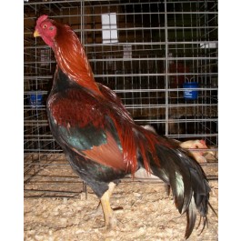 Black-Breasted-Red-Aseel-1