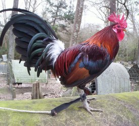 Blueface-Hatch-stag-1