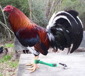 Kelso-Game-Fighting-Fowl-1