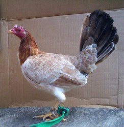 Kelso Hen - Image 2