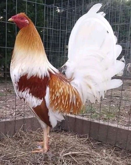 Miner-Blue-chickens-1