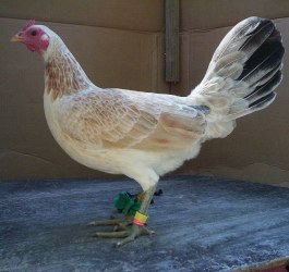 Regular Grey Game Fowl