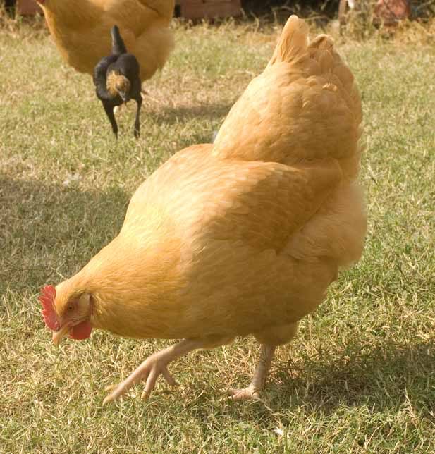Buff Orpington (Female)