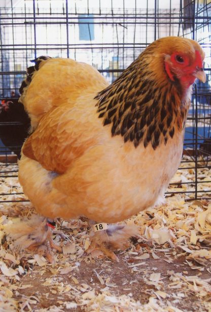 Buff Brahma Bantam (Female)