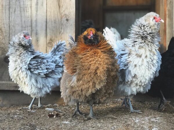 frizzle chicken